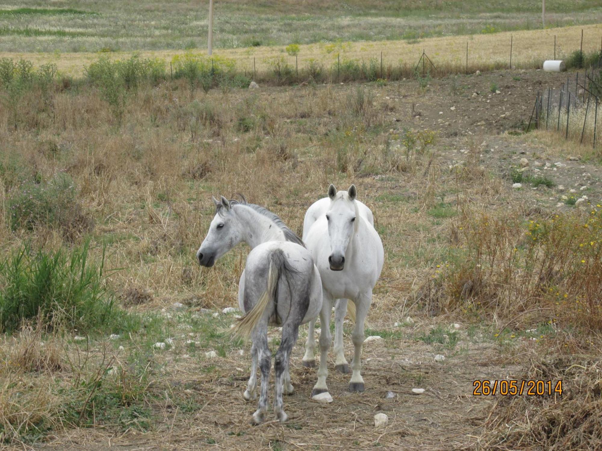 Agriturismo Reggia Saracena Agrigento Dış mekan fotoğraf